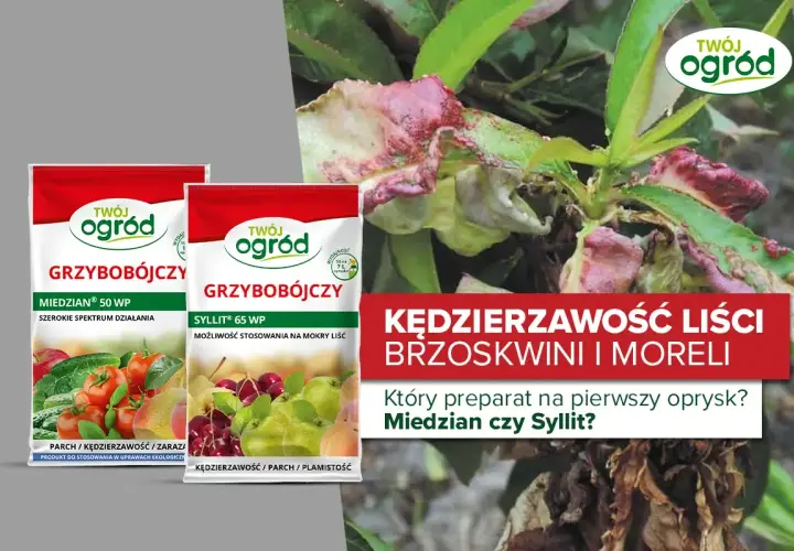 Opakowania Miedzian i Syllit, preparaty grzybobójcze do walki z kędzierzawością liści brzoskwini.