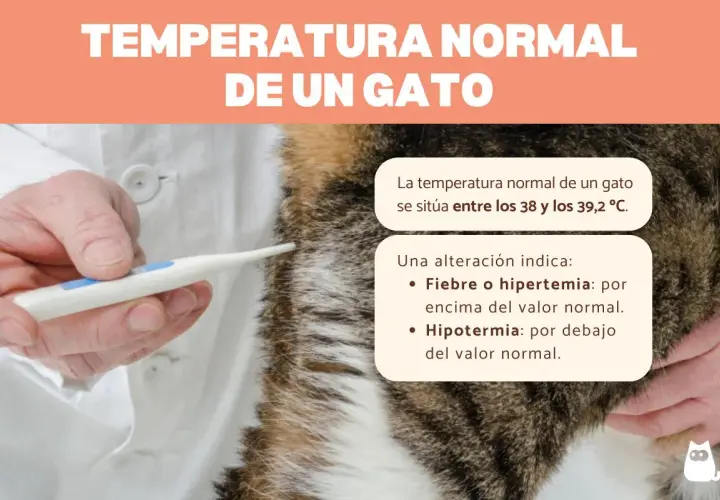 Veterinario mide la temperatura normal de un gato, entre 38 y 39,2 °C. Fiebre o hipotermia son alteraciones.