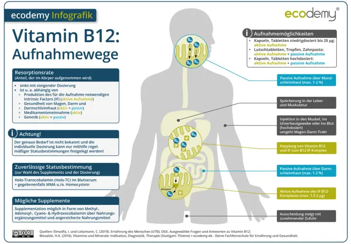 Wichtige Informationen zur Vitamin B12 Ergänzung für Ihre Gesundheit