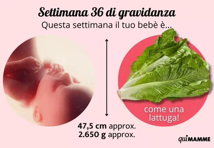 A 36 settimane di gravidanza, il tuo bimbo è grande come una lattuga romana, circa 47,5 cm e 2.650 g.