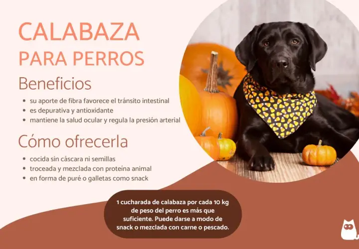 Un labrador negro con un pañuelo de calabaza, rodeado de calabazas. Los perros pueden comer calabaza, es buena para su digestión y salud.