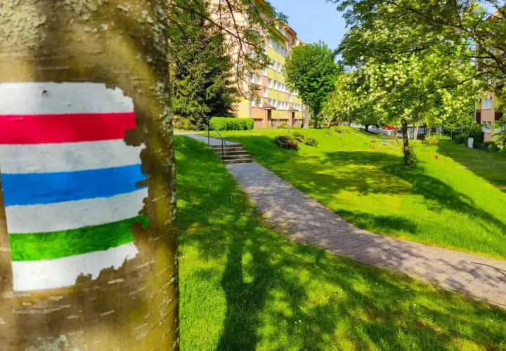 Kolorowy znak szlaku PTTK (czerwony, biały, niebieski, zielony) namalowany na drzewie w parku.
