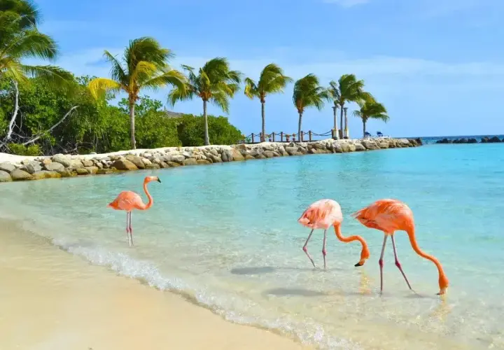 Trzy flamingi brodzą w turkusowej wodzie na plaży. Idealne miejsce na aruba wakacje, z palmami i błękitnym niebem.