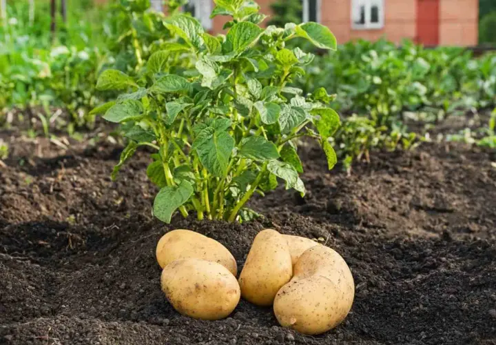 Quatre pommes de terre ratte dorées, fraîchement sorties de terre, reposent devant un plant de pomme de terre verdoyant dans un potager.