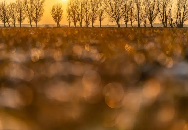 Złote światło zachodzącego słońca oświetla rząd drzew. Piękne bokeh na pierwszym planie, idealne porady fotograficzne dla początkujących.