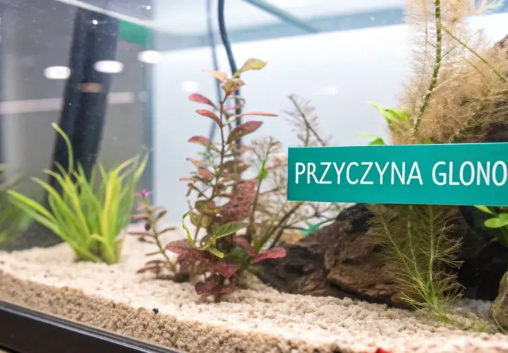 Zielona tabliczka "PRZYCZYNA GLONOW" w akwarium z piaskiem i roślinami wodnymi.