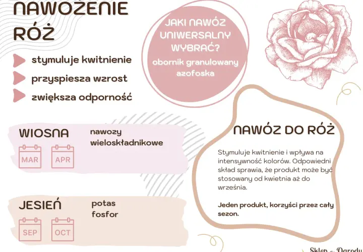 Kiedy nawozić róże? Wiosną nawozy wieloskładnikowe (marzec-kwiecień), jesienią potas i fosfor (wrzesień-październik). Nawóz do róż stymuluje kwitnienie.