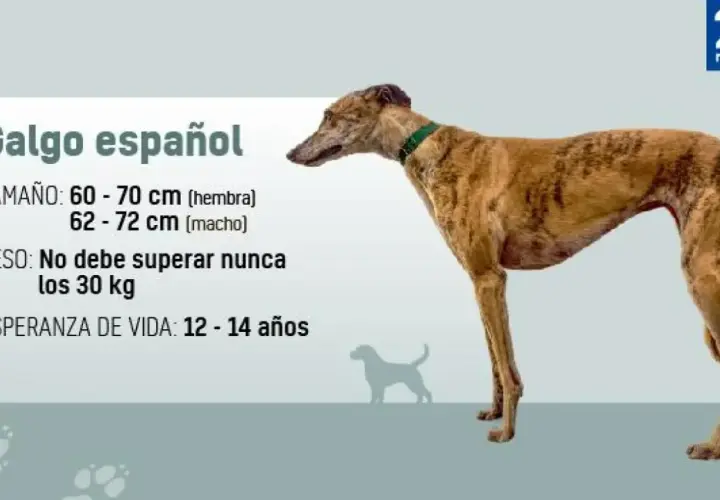 Un elegante galgo español, con su pelaje atigrado y su porte esbelto, se muestra junto a datos sobre su tamaño, peso y esperanza de vida.