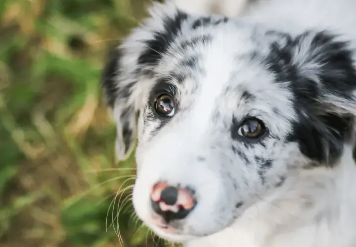 Uroczy piesek z merle umaszczeniem patrzy z nadzieją. Czy Pedigree to dobra karma dla niego?