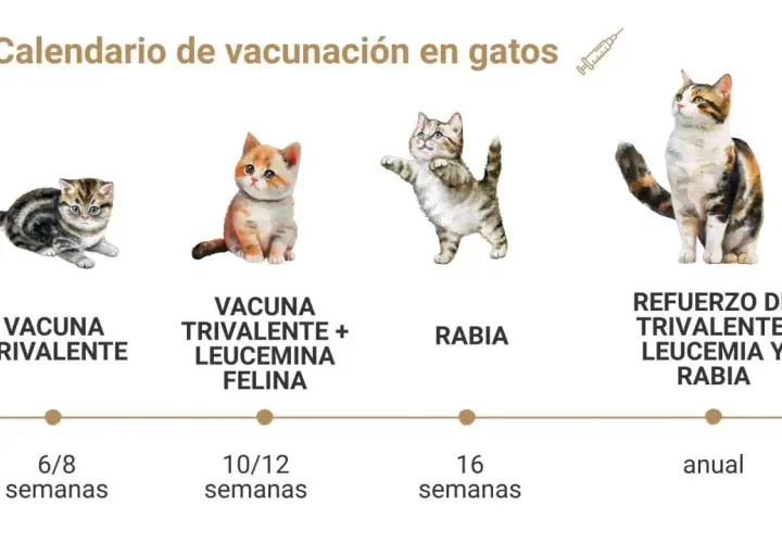 Calendario de vacunación felina: qué vacunas necesita un gato. Muestra las vacunas trivalente, leucemia felina y rabia, con sus refuerzos anuales.
