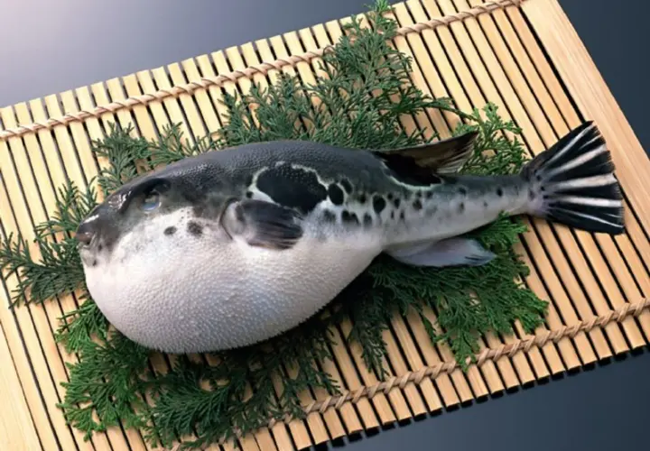 Okrągła ryba fugu, ozdobiona gałązkami iglaków, leży na bambusowej macie.
