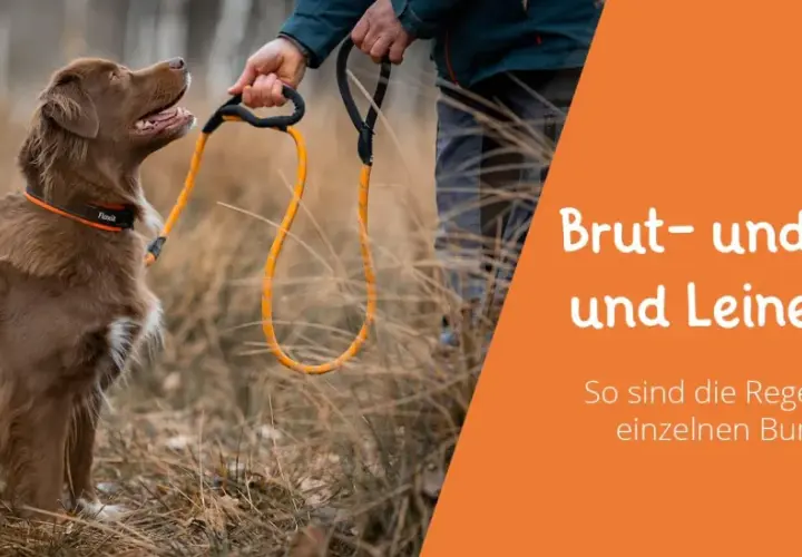 Brauner Hund wartet auf Kommando. Text: Brut- und Setzzeit und Leinenpflicht NRW.