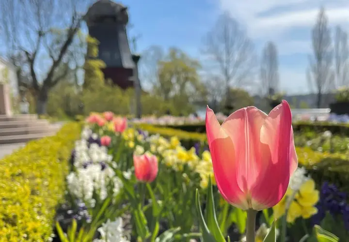 En rosa tulpan i förgrunden, med en blomsterrabatt och en väderkvarn i bakgrunden på Prins Eugens Waldemarsudde.