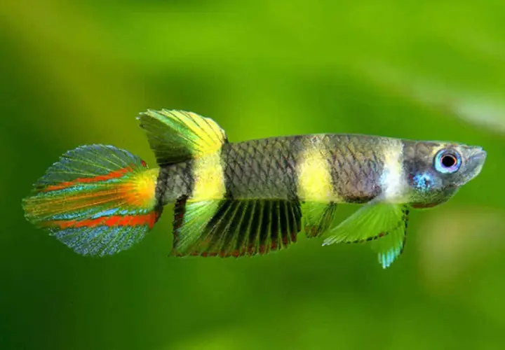 En clown killifish med randig kropp och färggranna fenor simmar mot en grön bakgrund.