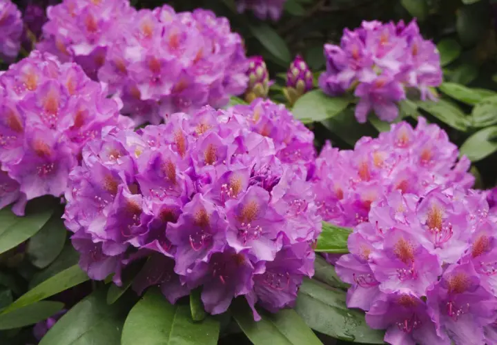 Kwitnące rododendrony w odcieniach fioletu i różu. Warto wiedzieć, jaka ziemia do rododendronów zapewni im najlepsze warunki do wzrostu.