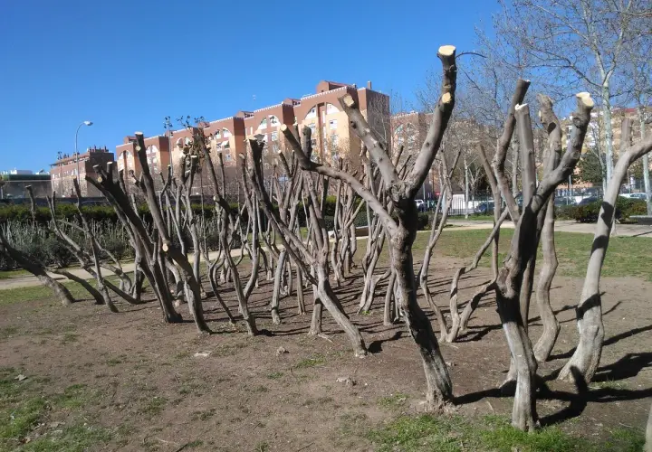 Une rangée d'amandiers taille adulte, aux troncs fins et tortueux, attend le printemps sous un ciel bleu.