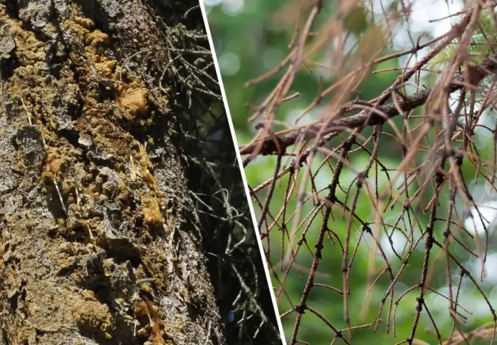 Widoczne objawy chorób modrzewia: żywica na korze i uschnięte igły.
