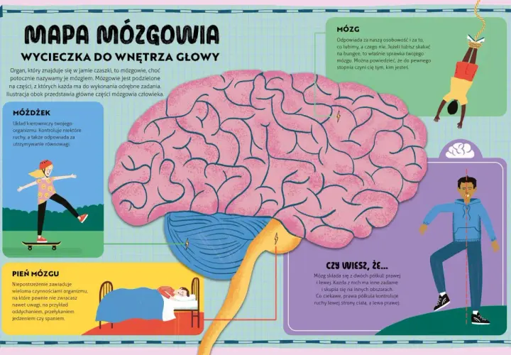 Ilustracja pokazuje mózg i jego części: móżdżek, pień mózgu i mózg. Tak działa mózg, kontrolując ruchy, równowagę, osobowość i funkcje życiowe.