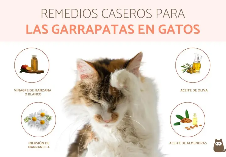 Gato con pata en la cara, rodeado de remedios caseros para eliminar garrapatas en gatos: vinagre, manzanilla, aceite de oliva y almendras.