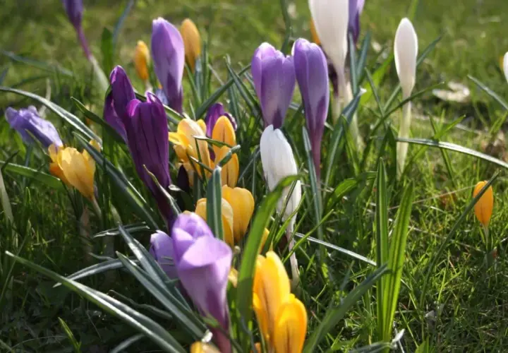 En äng fylld med lila, vita och gula krokusblommor som sträcker sig mot solen.