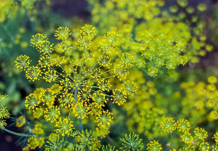 Fiori gialli di finocchietto selvatico, alcuni sembrano ombrellini. Attenzione, non tutto il finocchietto selvatico è commestibile, alcuni sono velenosi.