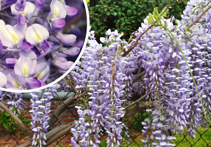 Wisteria drzewo obsypane fioletowymi kwiatami zwisającymi kaskadowo. W zbliżeniu widać delikatne płatki.
