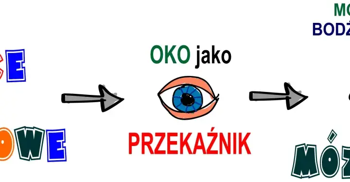 Bodźce wzrokowe trafiają do oka, które jest przekaźnikiem. Mózg odbiera bodźce wzrokowe, a potem mózg widzi.