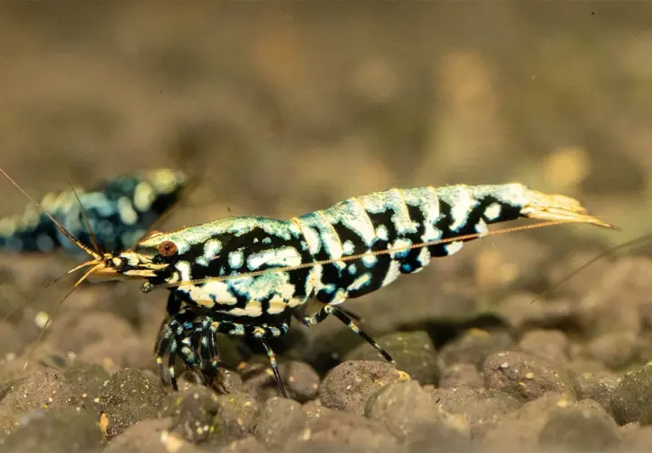 En harlequin shrimp med sitt unika mönster av svart, vitt och blått rör sig över grusig botten.