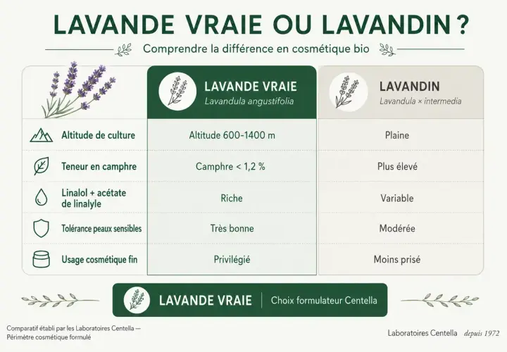 Tableau comparatif : Lavande vraie vs Lavandin. Découvrez les bienfaits de la lavande séchée pour la cosmétique bio.