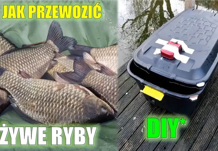 Jak przewieźć ryby samochodem bez stresu i zagrożenia dla zdrowia