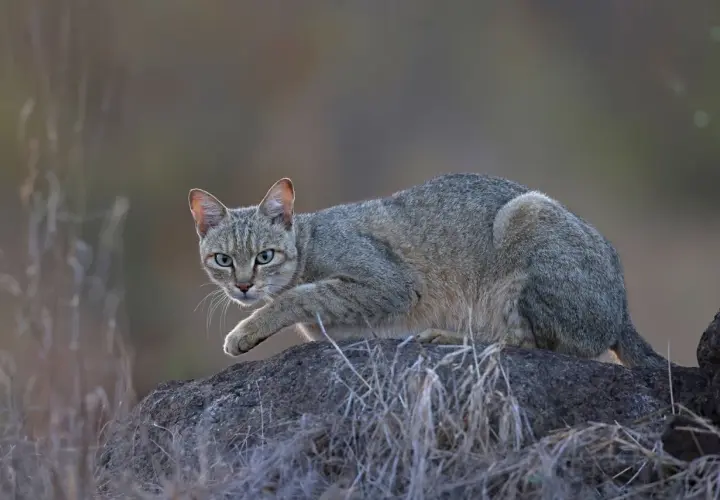 Gato montés doméstico, con pelaje grisáceo y ojos verdes, acecha sobre una roca.