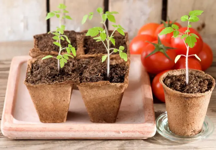 Kleine, grüne Tomatenpflanzen in Torftöpfen, bereit zum Auspflanzen. Im Hintergrund reife Tomaten.