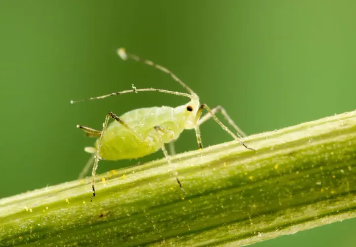 Puceron vert sur une tige, signe avant-coureur d'une invasion.