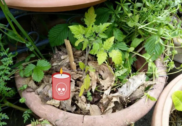 Un plant de tomate pâle et des feuilles mortes dans un pot. Une bougie avec une tête de mort suggère "pourquoi les plantes meurent chez moi".