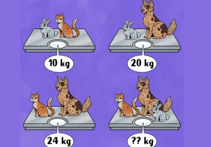 Królik i kot ważą 10 kg. Pies i królik 20 kg. Kot i pies 24 kg. Ile powinien ważyć kot? Obliczamy, ile waży kot.