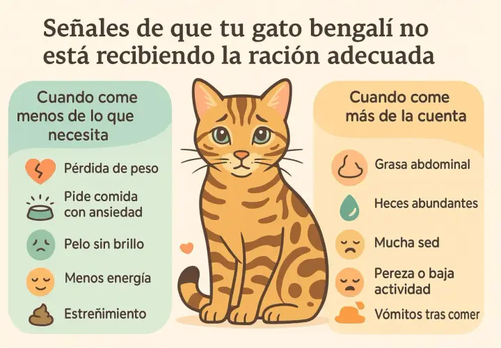 Tabla de alimento para gatos: señales de que tu bengalí come poco o demasiado. Muestra síntomas como pérdida de peso o vómitos.