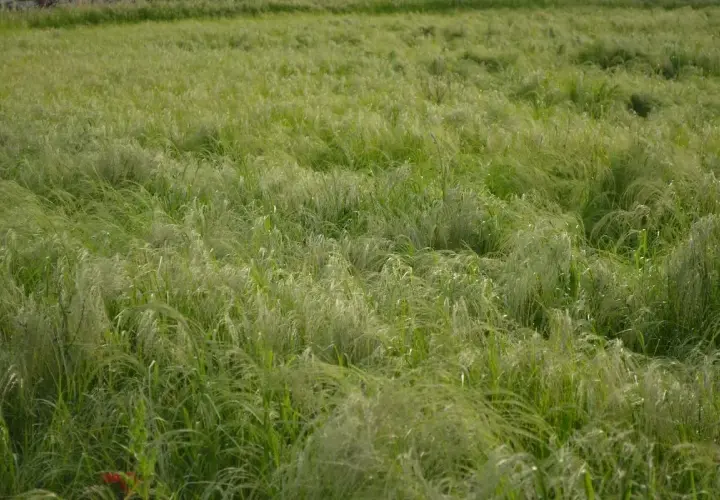 Campo verdeggiante mosso dal vento, con fili sottili che ricordano i semi di teff.