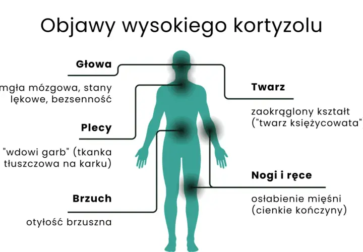 Wysoki kortyzol objawy: mgła mózgowa, lęki, bezsenność, garb, otyłość brzuszna, okrągła twarz, osłabienie mięśni.