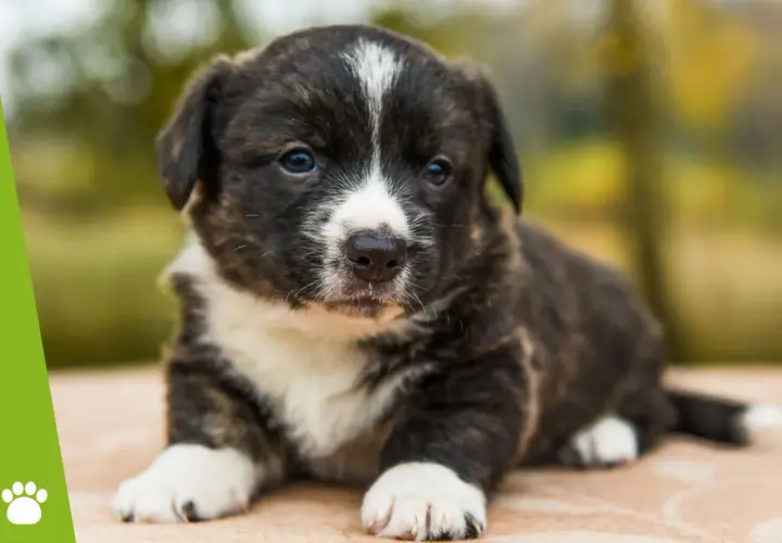 Kiedy można oddać szczeniaki? Kluczowe wskazówki, by uniknąć błędów w adopcji