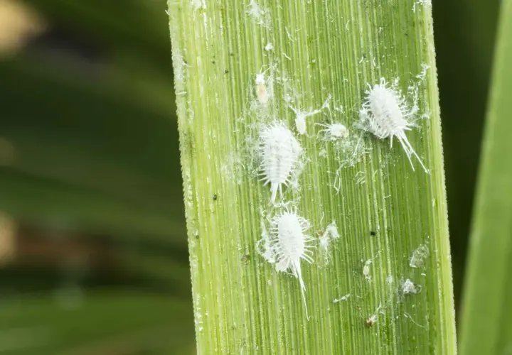 Insetti bianchi e lanuginosi, simili a piccoli batuffoli di cotone, si muovono su una foglia verde. Sono la cocciniglia, un parassita che attacca le piante.