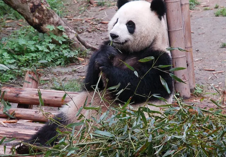 Pandy panda w polskich zoo - gdzie zobaczyć te urocze zwierzęta?