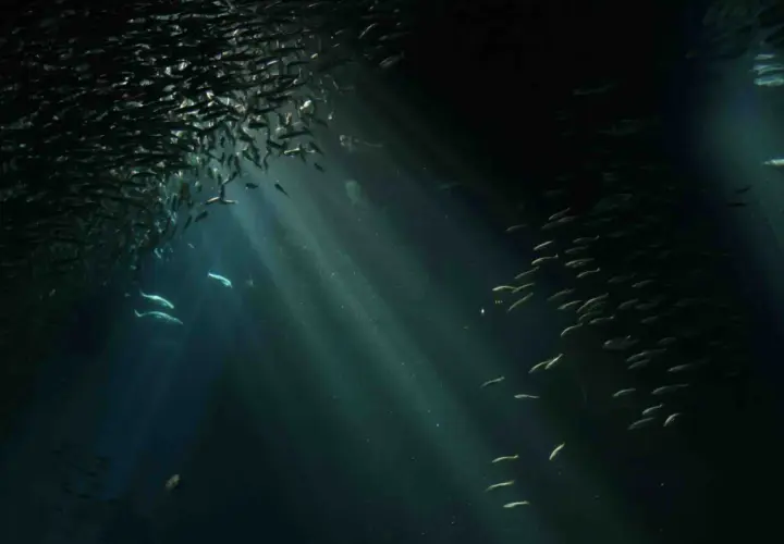 Un banco di pesci argentati nuota in un mare scuro, illuminato da raggi di luce che filtrano dall'alto. Un'immagine che potrebbe alimentare la fobia del mare.