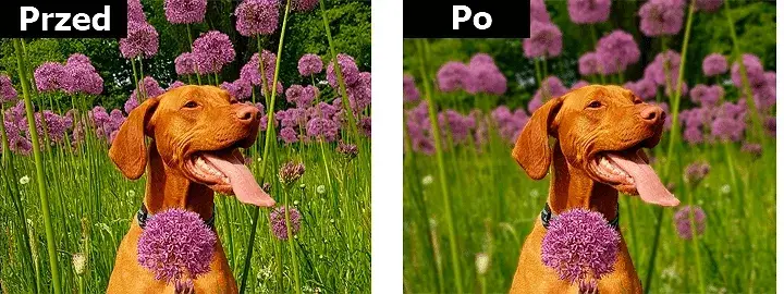 Jak rozmyć tło w Photoshopie - proste techniki dla każdego fotografa