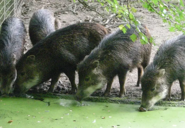 Un groupe de pécaris, une espèce de porc sauvage d'Amérique, boit dans une mare verdâtre.