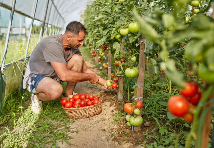 Uomo raccoglie pomodori maturi in serra, accanto a un cesto pieno. La pianta di pomodoro, un ortaggio perenne, offre un raccolto abbondante.