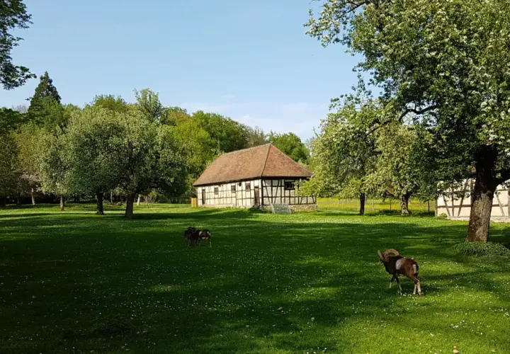 Ein Widder und zwei Schafe grasen auf einer blühenden Wiese im favoritepark ludwigsburg. Fachwerkhäuser und blühende Bäume im Hintergrund.