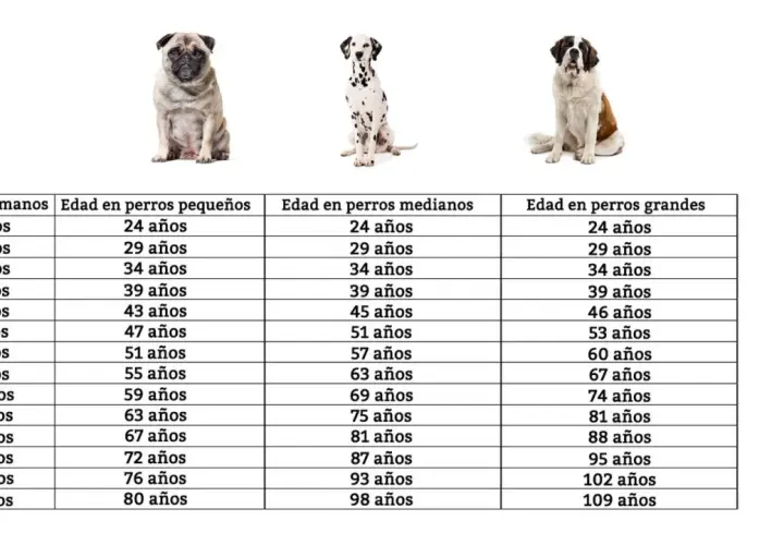 Tabla comparativa de la edad de perros en humanos, mostrando la equivalencia de años para perros pequeños, medianos y grandes.