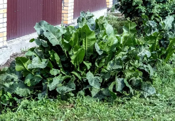 Gęsty, zielony chrzan rośnie bujnie przy budynku. Idealne miejsce, by dowiedzieć się, jak sadzić chrzan i cieszyć się jego ostrym smakiem.