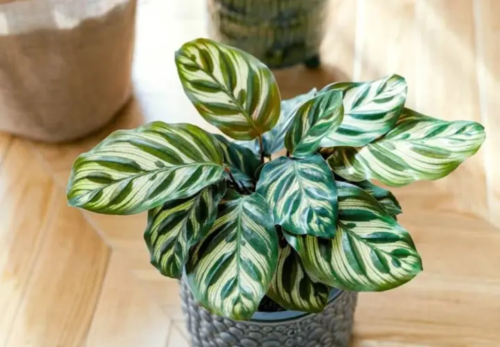 Calathea lancifolia z liśćmi w paski, jakby namalowanymi pędzlem, w szarej doniczce na drewnianej podłodze.