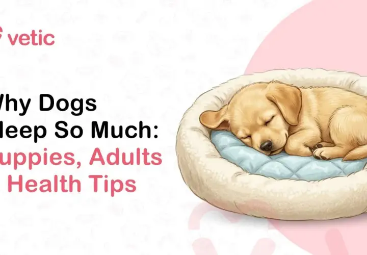 A golden puppy sleeps soundly in a plush bed, illustrating why dogs sleep so much. Text reads "Why Dogs Sleep So Much: Puppies, Adults & Health Tips.